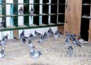 �����Ĵ��ۣ��������74������