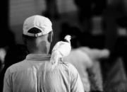 СС˵�������ľ�����