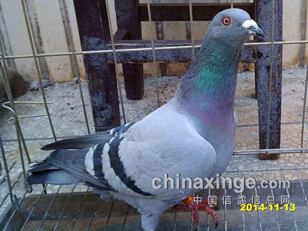 ���ǧɽ��ˮ���ͳٹ�(ͼ)