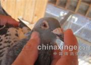 �ݷý�������8513���ۺ��Ǿ�(ͼ)