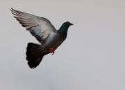 �ȶ�ƽ������ ��Ѽ�������