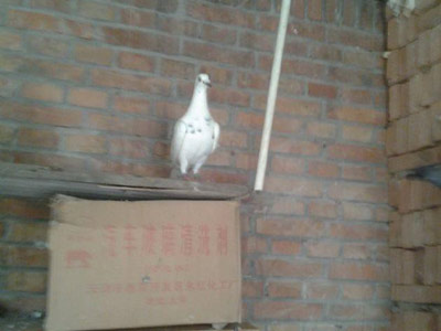 �����ع�����ֺ���