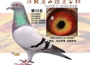 �ϵ������ھ�(ͼ)