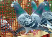 100Ԫ���˴󻧹������4��