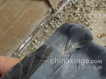 �鳲��������� ������Σ�(ͼ)