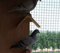 ���׸�鳲�Ժ�������