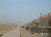 �������Ĺ��ﴺ���ҷ�(ͼ)