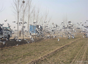 ������ʯ�����蹫��ѵ��(ͼ)