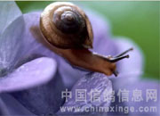 �������ָ�ʳ�������Ⱥ���ţ