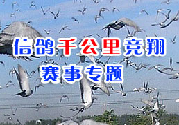 六月热点：千公里竞翔赛事专题