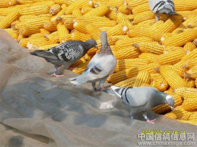 ������ո���ͼ