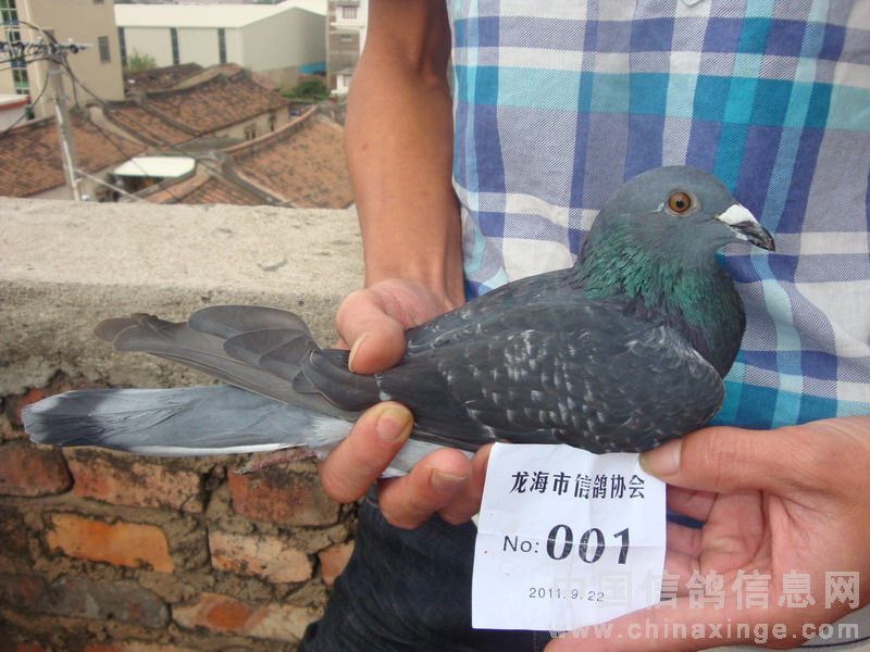 ����700�����ż����Գ�Ч(ͼ)