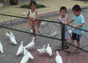 �㳡�ϵİ׸�(ͼ)