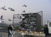 ƽ��ɽ��Э�����ʸ�վ�ŷ��ֳ�(ͼ)