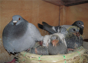 ����̥ȫ�Ҹ�(ͼ)