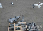 ����ѵ��������(ͼ)