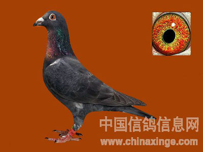 ǳ̸������Ƭ�ı���ɫ��