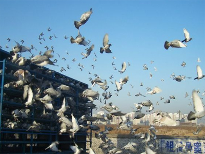 ��������Ϲ�����������ŷ��ֳ�ͼ