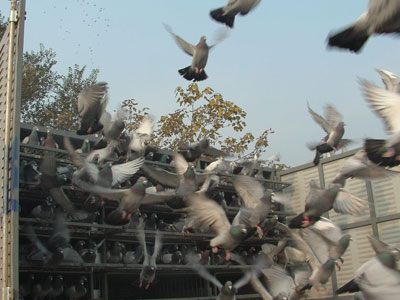 �����ǹ���500�������ͼ�ı���