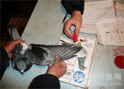 ���컪�Ӿ��ֲ���ʥ�������������뻨�� 