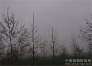 ˭͵ժ�����ǵĹ�ʵ��(ͼ)