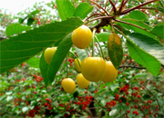 ������ɽӣ�һ�(ͼ)