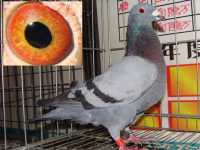 ����潭�׸��رȻ�����ǰ����