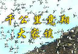 专题：千公里竞翔大家谈