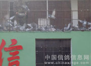 �۵����������Ｏ���и�(ͼ)