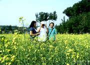 �Ͳ˻�����(ͼ)