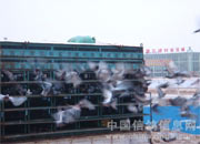 �Ĵ��㰲��Э1000����������Ŀ���(ͼ)