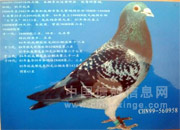 һ���ϸ���Ƭ�Ĺ���