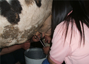 �Ե��ǲ˼�������