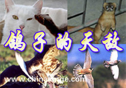 ר�⣺���ӵ����