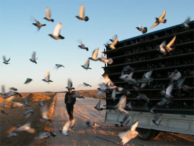 �����������빫��300����Ԥ���������(ͼ)