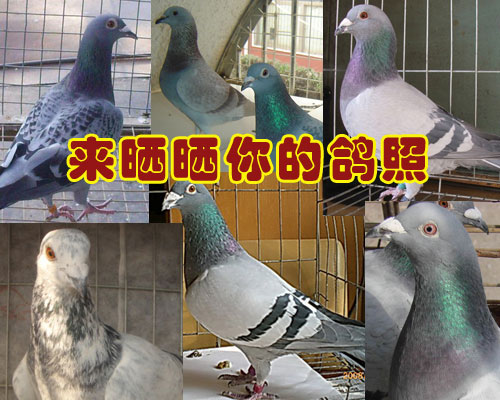 ��ɹɹ��ĸ���