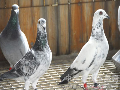 ���ݺ�����Ԥ���Ƴ�����