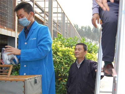 �����ǹ���Ԥ��300���Ｏ���ֳ�