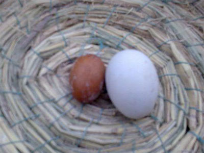 �棬���˸���ɫ�뵰