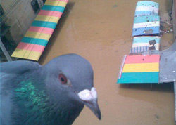 ���ٺ�ˮ�ֺ� ���ǵĸ����޷�ѵ��(ͼ)