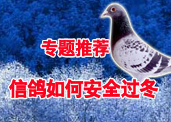 专题推荐：信鸽安全过冬