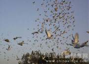 ��������ֲ�305���Ｏ��ŷ�(ͼ)