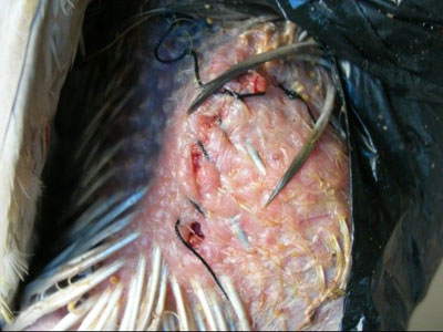 ��һ�ʳ��������!(ͼ)