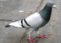 ���ġ����˺�����