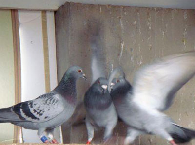 ������2009��֮��Ȥƪ