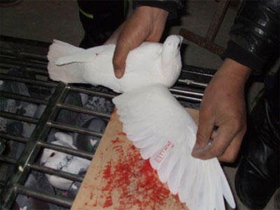 ³��ԥ���������ľ��������ֳ���Ƭ