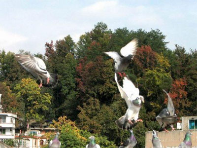 ��������(ͼ)