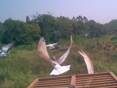 ��ӥ�ĵ���-���ѵ�ѵ��