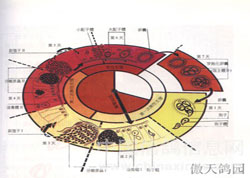 鸽病学：鸽病双刹（图）