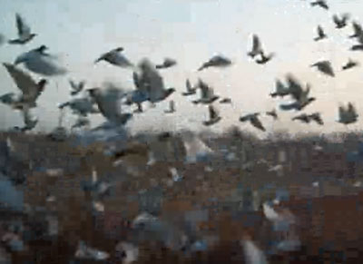 ��������˳��20��50����ѵ����Ƶ